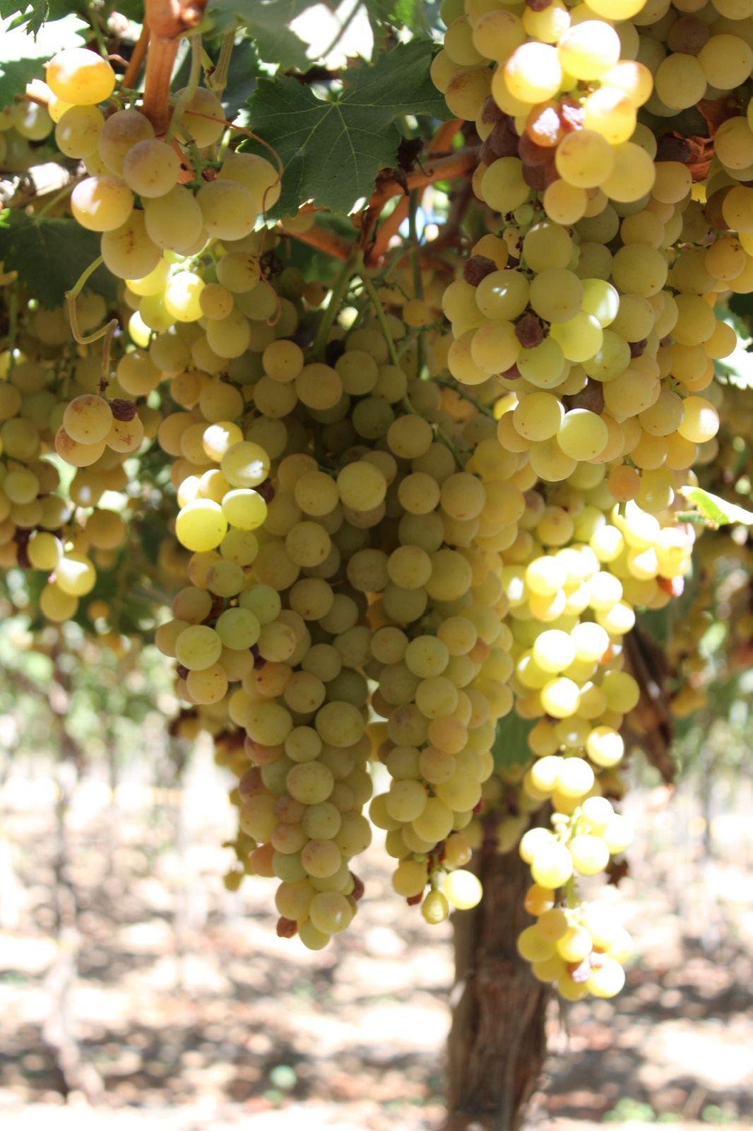 PISCO NEGRO 100% uva Moscatel de AlejandrÃa